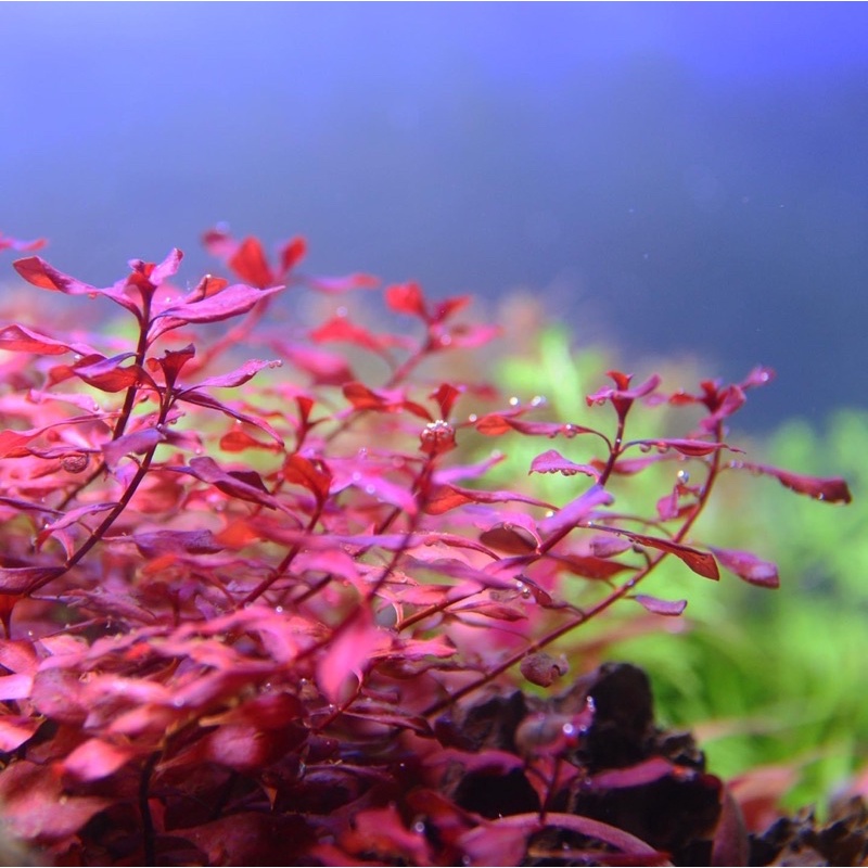 Ludwigia sp red mini - Tanaman Aquascape Tumbuhan Air Hidup Hiasan Dekorasi Pohon Aquarium