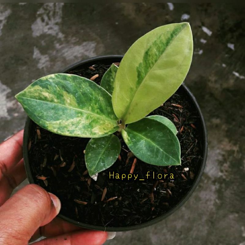 New Promo biji/benih anthurium jemani tornado varigata