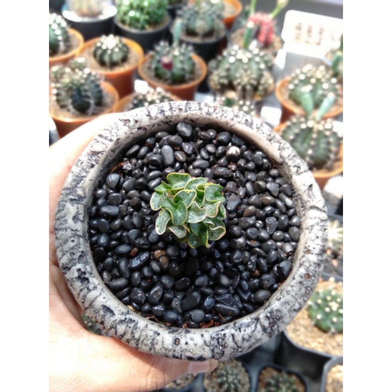 adenium karakter id chadapet Dha variegata/adenium chadapet dha variegata