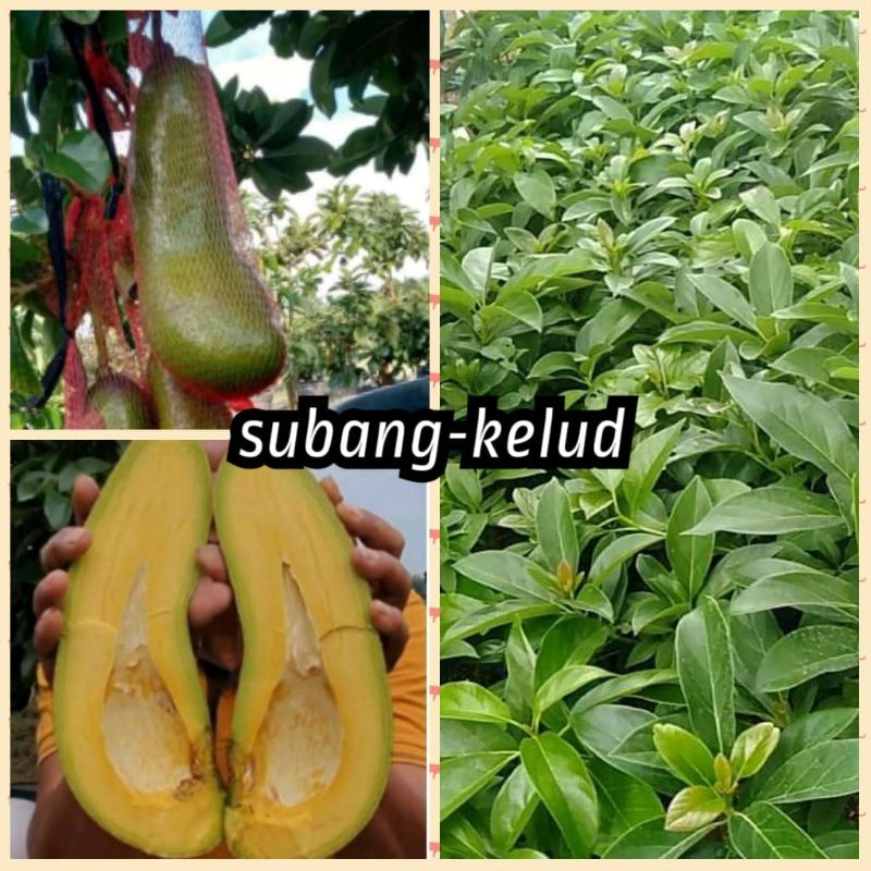 bibit alpukat Subang/Kelud super jumbo