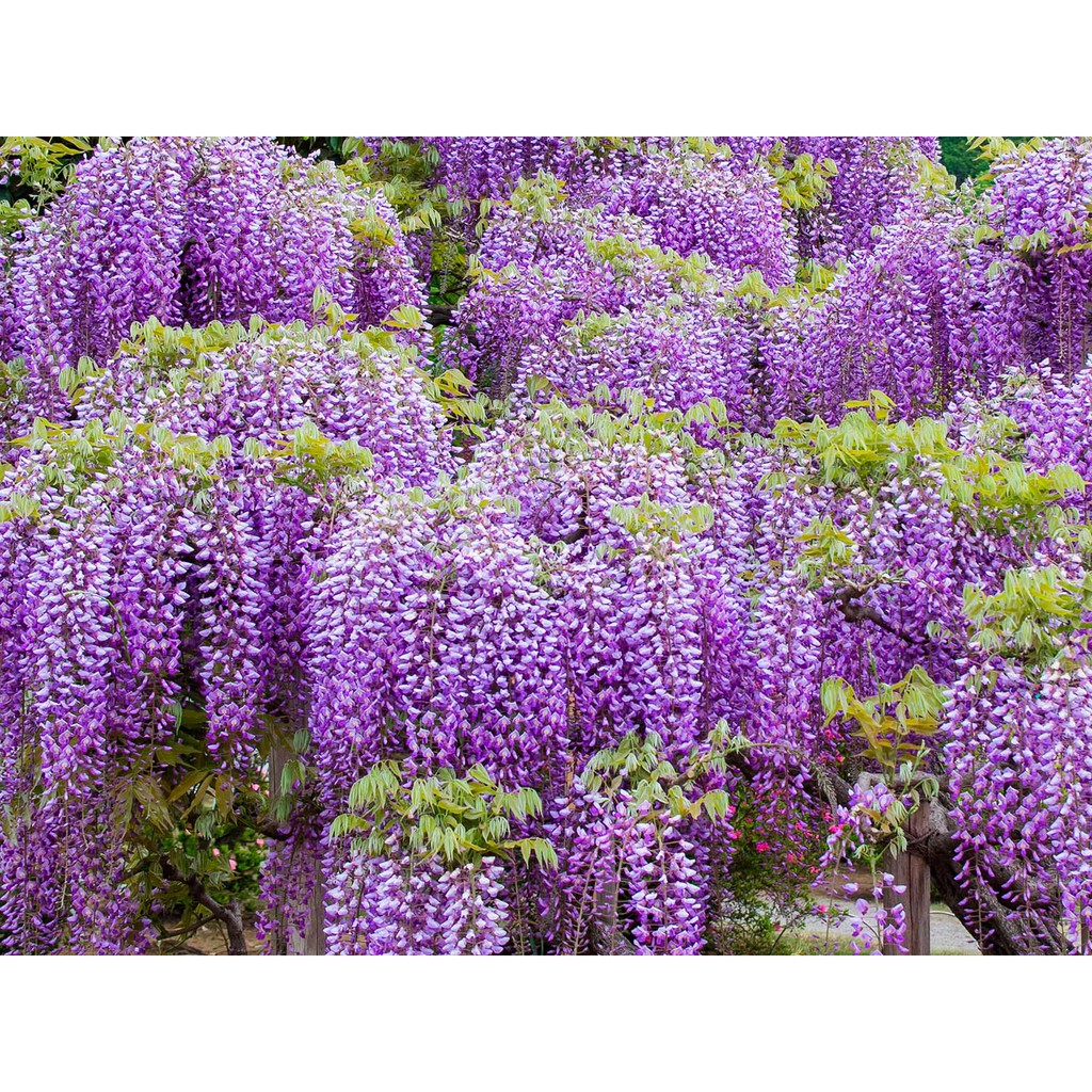 Benih Bibit Biji - Pohon Bunga Purple Wisteria Flower Seeds - IMPORT