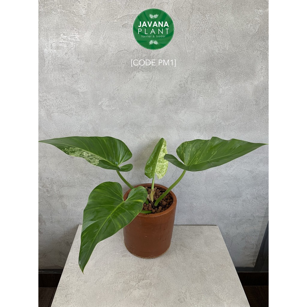 Philodendron Philo Marble Varigata Variegata Caramel Tanaman Hias Pot Terakota Javana Plant