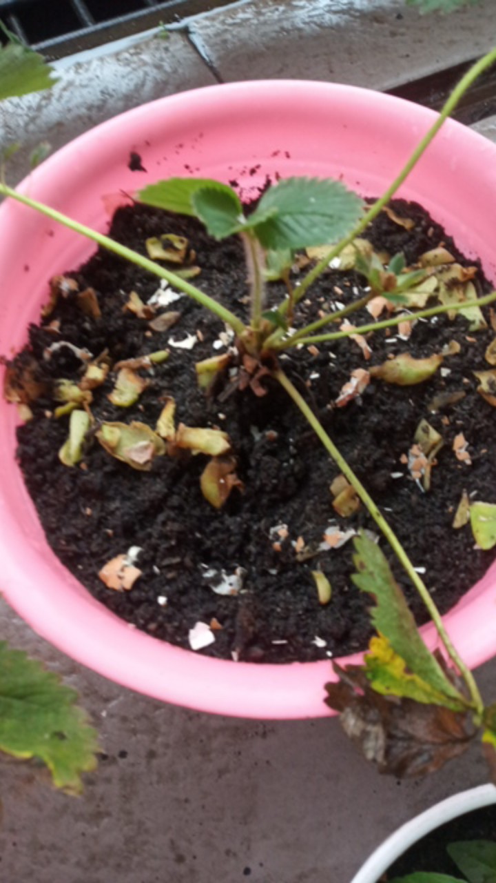 Bibit Strauberi Sudah Tumbuh Dan Berbungga