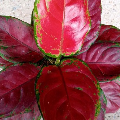 aglonema black maroon daun 5-6-7++