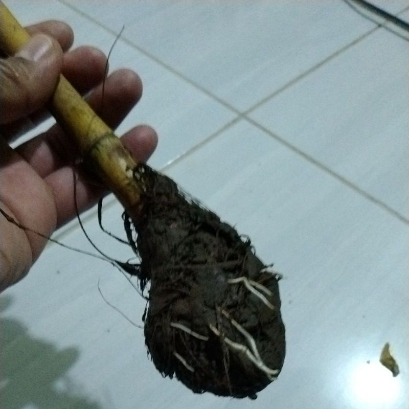 Stek Bambu Kuning per 2 Stek Bambu Kuning