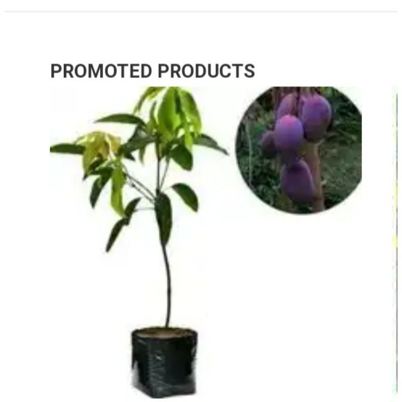 bibit buah mangga irwin