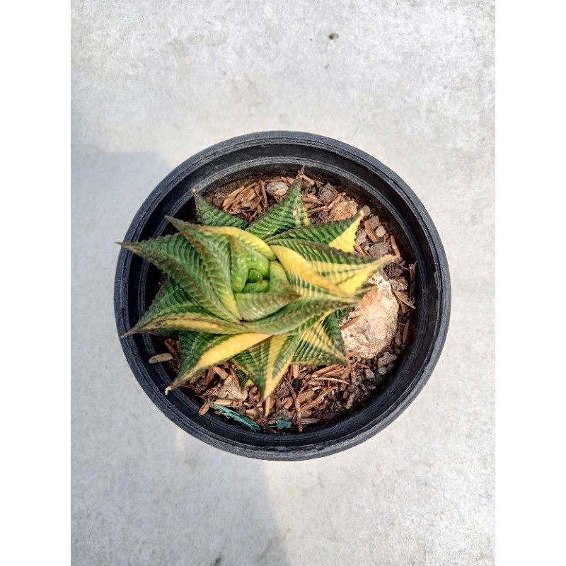 Haworthia dan gasteria variegata.