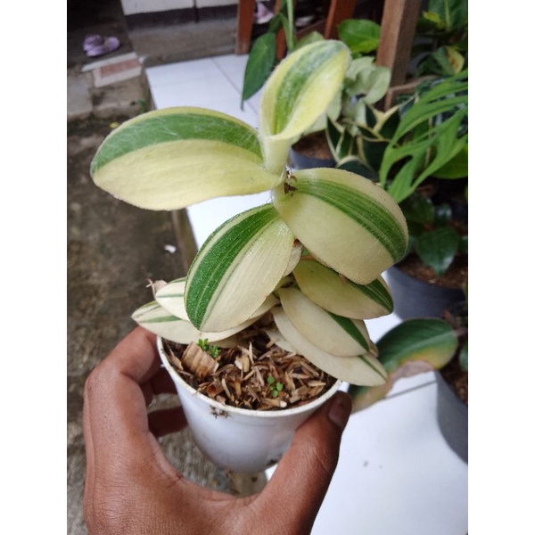 tradescantia sillamontana variegata