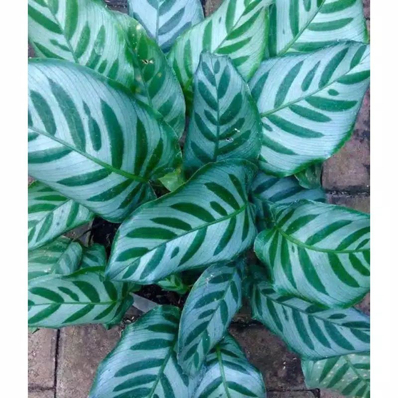 Jual Calathea Bella murah Shopee Indonesia