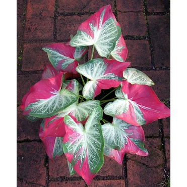 Jual caladium Cat Tumpah bunga keladi cat tumpah berkualitas harga terjangkau