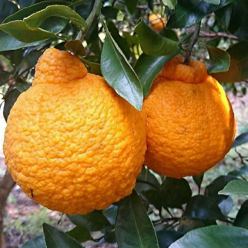 bibit jeruk dekopon hasil okulasi lebih cepat berbuah