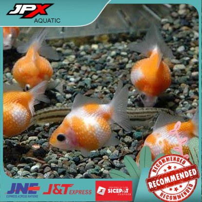 

IKAN KOKI MUTIARA TIKUS / IKAN HIAS AQUARIUM - 6