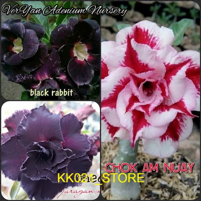 3 Paket Bibit Adenium Kamboja jepang-bibit bonsai-pohon kamboja Stock Ready
