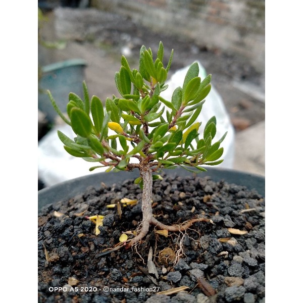 BONSAI SANTIGI MAWAR MICRO DARI BIJI PROKAR
