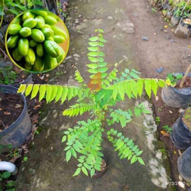 Bibit tanaman pohon belimbing wuluh bibit belimbing wuluh