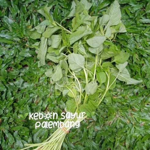 

sayur bayam 1 ikat