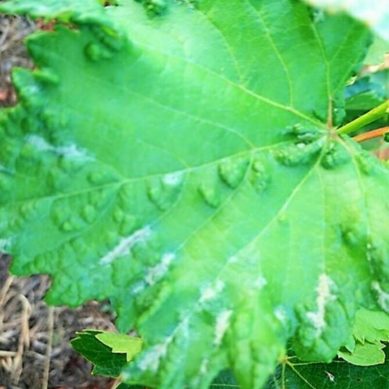 Fungisida Tanaman Anggur Tinggal Semprot