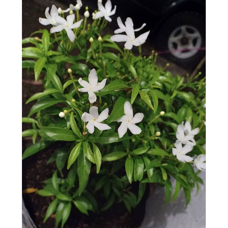 bunga rombusa mini