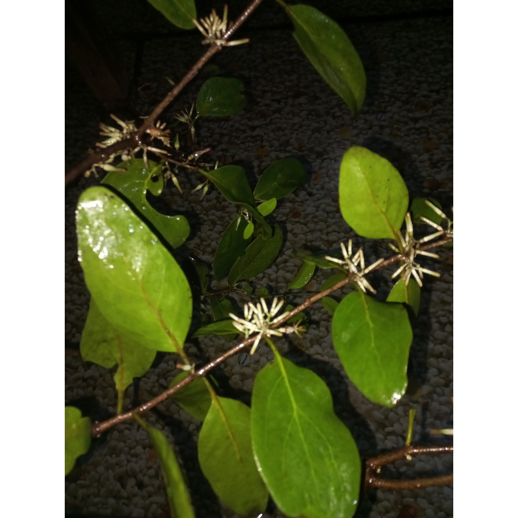 benalu mangga