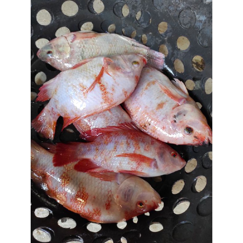 

Ikan Nila Segar 1/2 kg