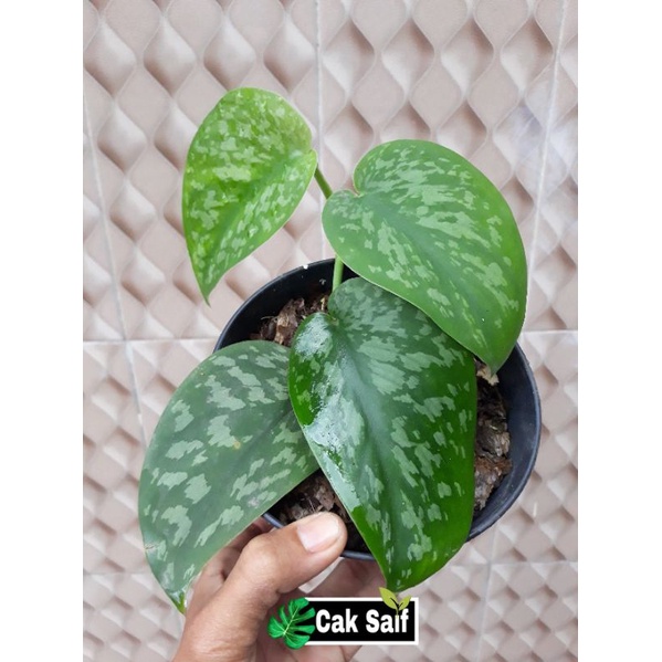 Scindapsus Sp