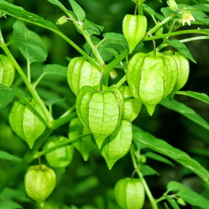Obral PROMO tanaman ciplukan - buah ciplukan - pohon ciplukan - ciplukan