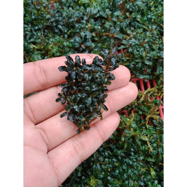 BUCEPHALANDRA SUPER MINI CATRINE KAYU  LAPIS SEKADAU