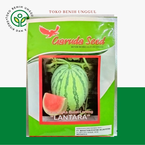 benih bibit semangka bulat varitas lantara 10gr merk garuda seed - bibit semangka super