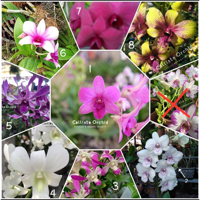 Anggrek Dendrobium Import BANGKOK Thailand pra dewasa sd dewasa