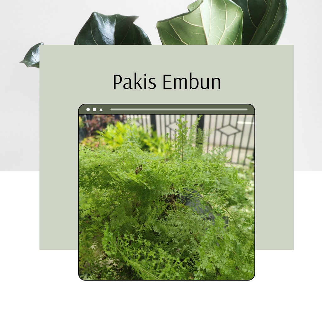 Tanaman Hias Pakis Embun Pakis Hias Pakis Embun Murah