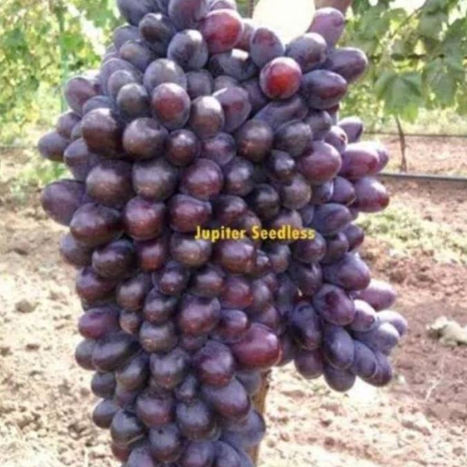 Bibit Anggur Jupiter Grafting - Anggur Impor Paling Genjah