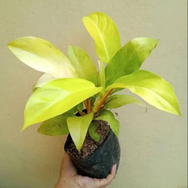 Pohon Sirih Gading Centong - Tanaman Hias Sirih Gading Lemon