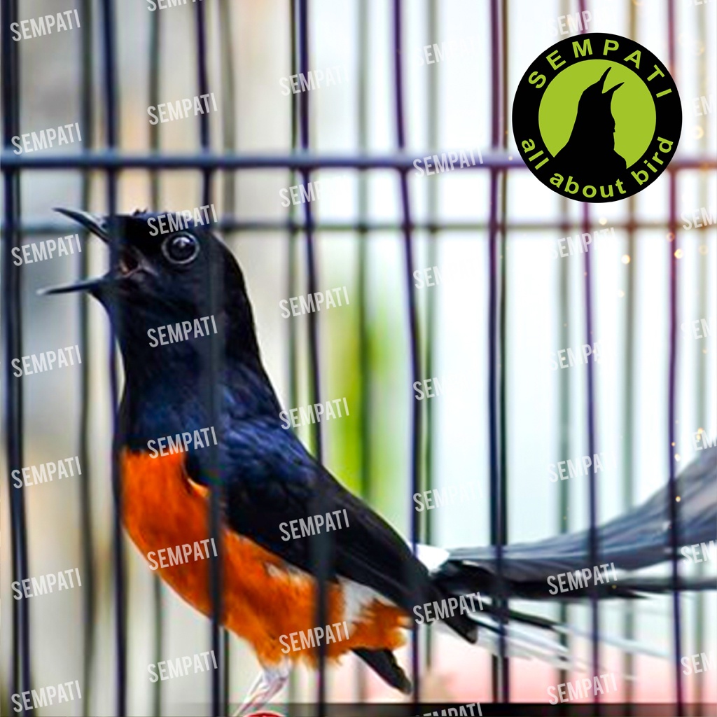 Pakan Burung Super Murai Sempati Kroto Sari Voer Pur Kasar Makanan Burung Murai Kacer Voer Jangkrik Jentet Decu Cucak Trucukan-2