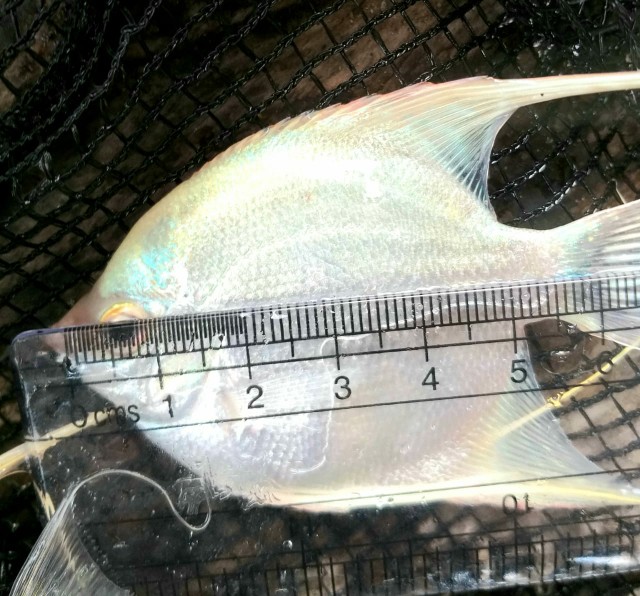 Kepala Kunci Pas Gator Grip Universal Socket - Etc-120 Bolt Only