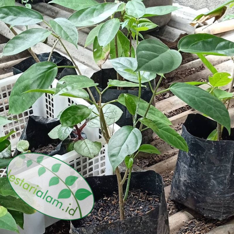 Bibit stek cincau perdu bibit cincau perdu