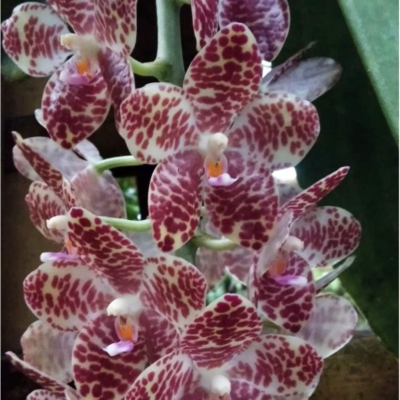 Sleding Phalaenopsis Gigantea