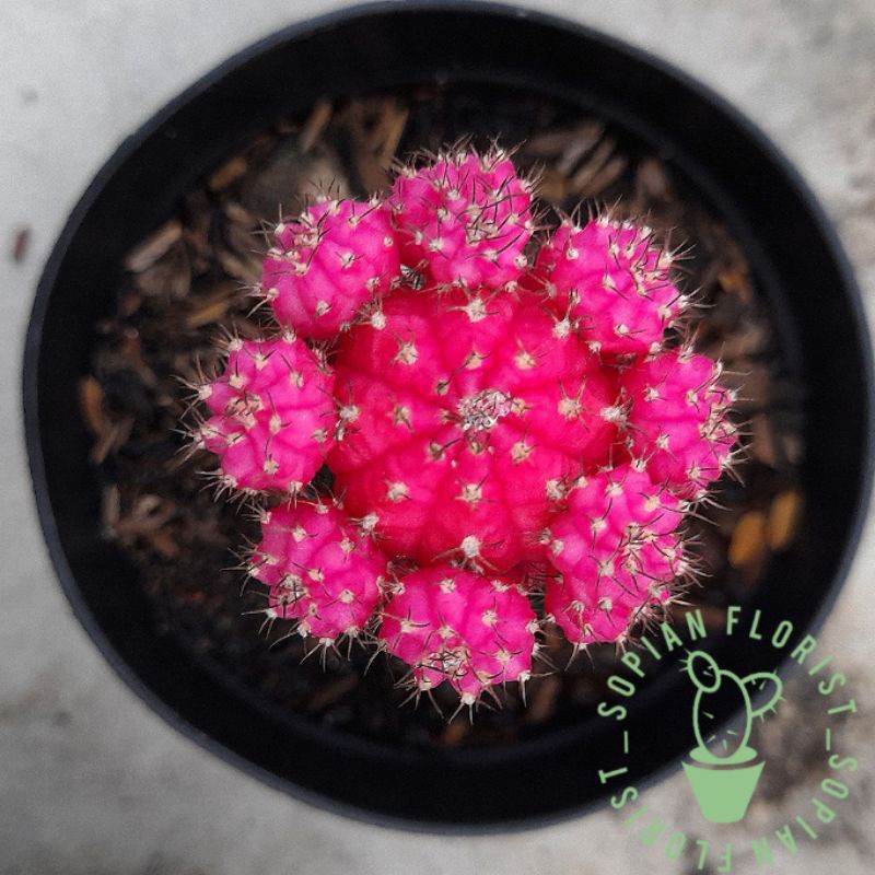 Kaktus Gymno Import Pink Grafting