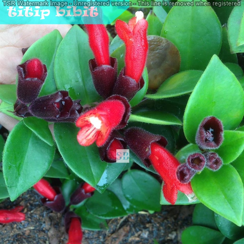 Tanaman gantung Lipstik Jakarta Merah indoor BERGARANSI