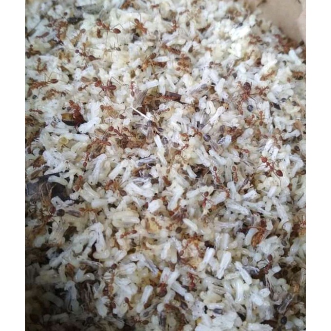 kroto segar kroto pakan burung dll