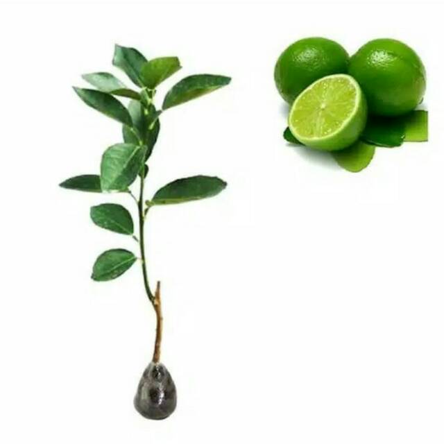 Bibit jeruk nipis okulasi