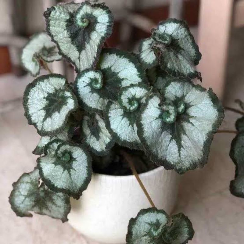 TANAMAN HIAS BEGONIA KEONG/BEGONIA ESCARGOT