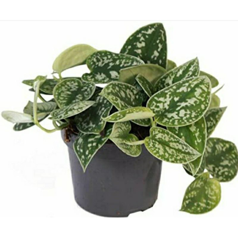 sirih gading silver scindapsus silver