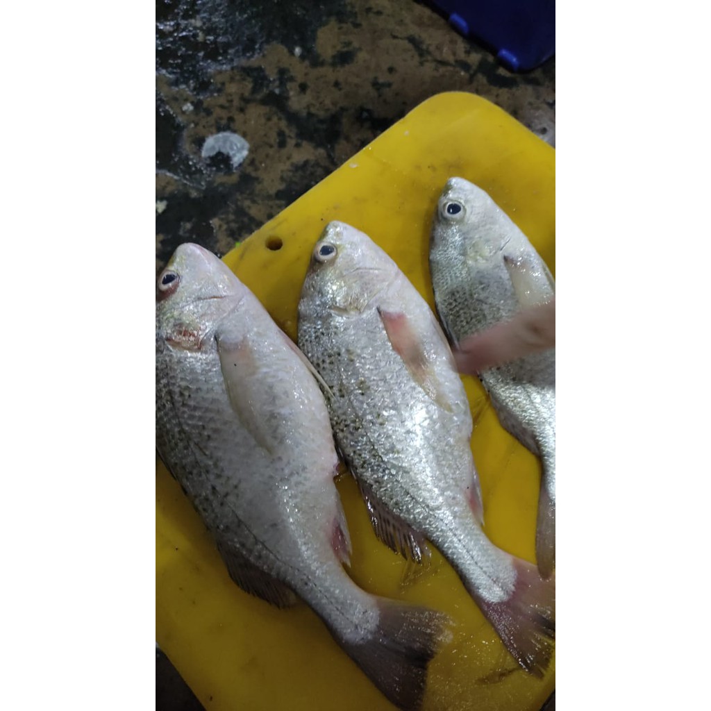 

Jual Ikan Gerit / Gerot Segar - 1Kg