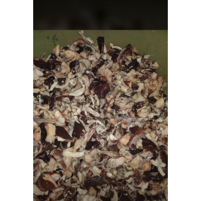 

Tetelan Gurita Fresh 1 Kilo
