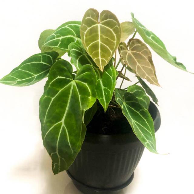 Tanaman hias Kuping gajah-tanaman indor kuping gajah-keladi kuping gajah