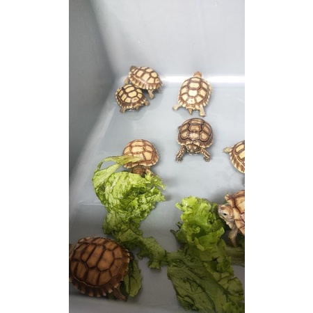 Resin Baby Sulcata 5-6cm