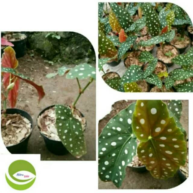 Begonia Polkadot/Tanaman Hias Begonia Polkadot