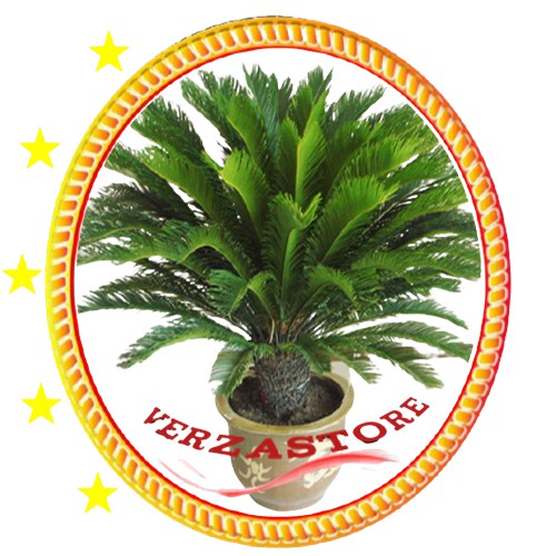 ID BIJI BENIH CABE HERBAL CABE JAWA /10 BIJI