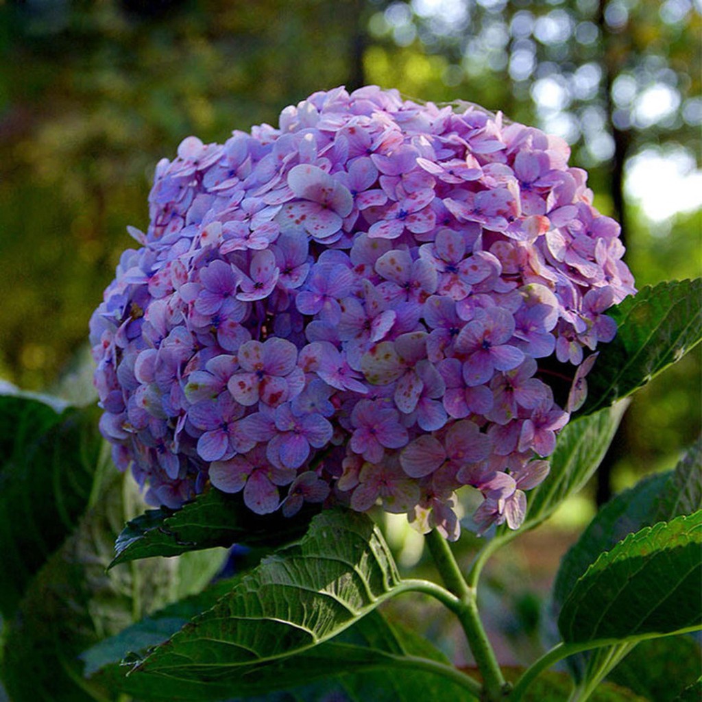 Bibit Benih Biji Bunga Hydrangea Purple - Benih Pohon Bunga Hydrangea Purple - Hydrangea Ungu - COD