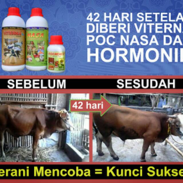 Paket Penggemuk Sapi 42 Hari Nasa Poc Hormonik Viterna Shopee